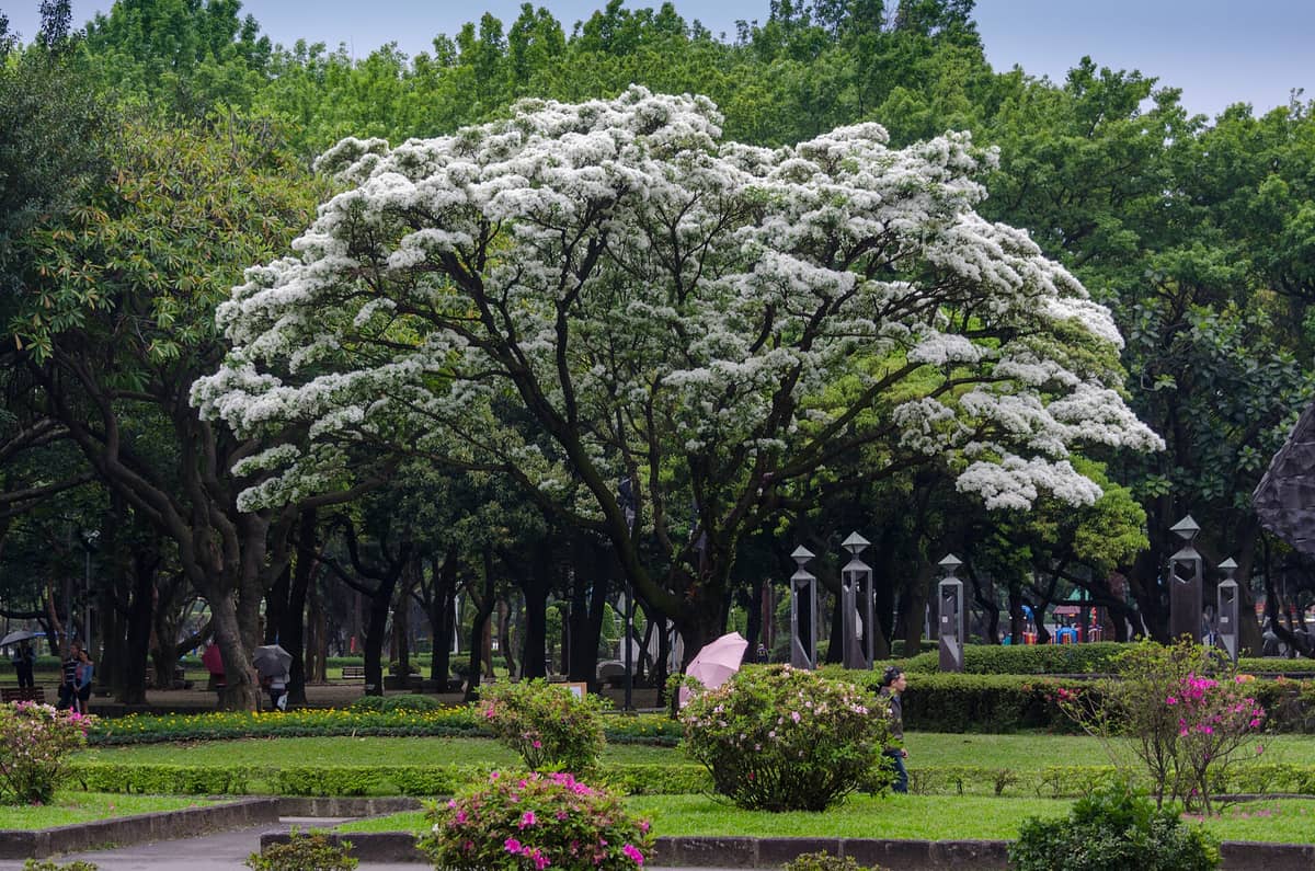 Blick auf die üppigen Grünanlagen und die markanten weißblühenden Bäume im 228 Friedensgedenkpark im Herzen Taipehs, mit Skulpturen zwischen den Beeten.