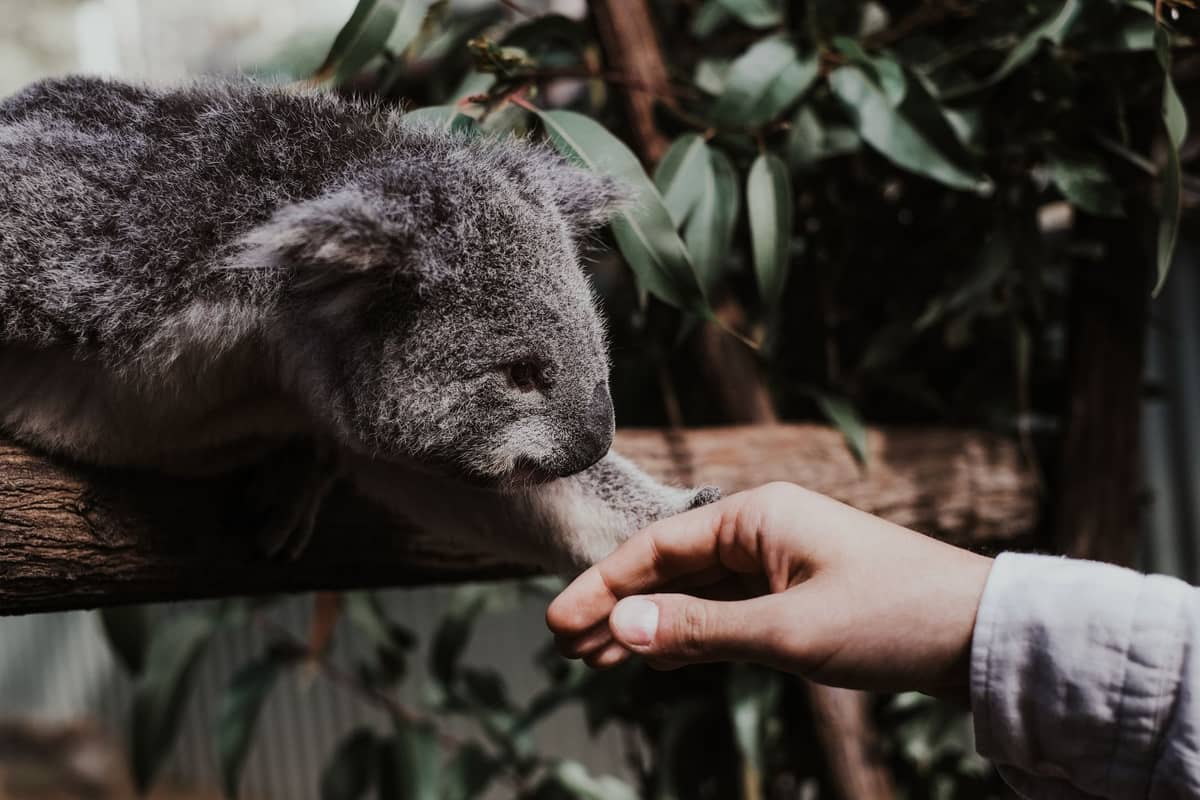 A person gently touching a koala sitting on a tree branch, with eucalyptus leaves in the background.