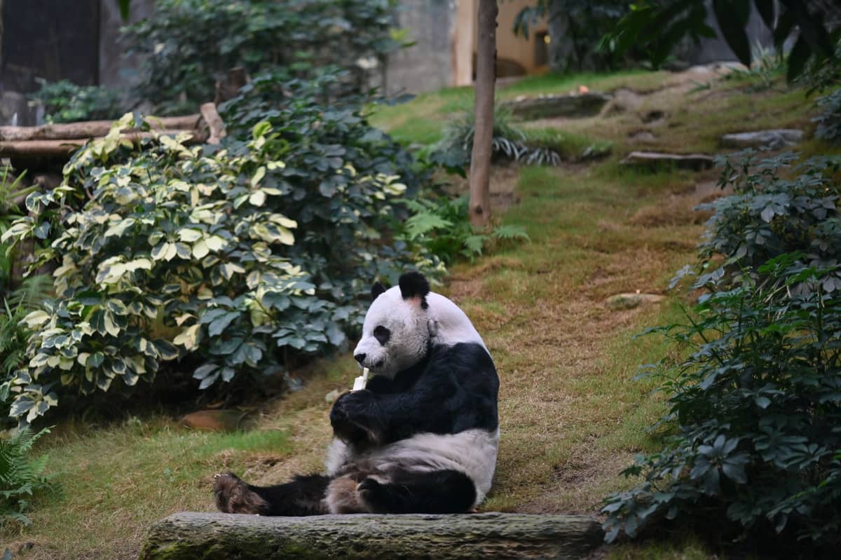 Ein Großer Panda sitzt in einem üppig begrünten Gehege der Pandabasis Chengdu und frisst Bambus.