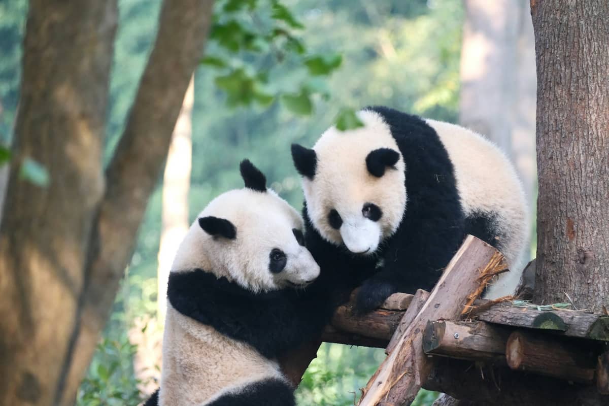 Zwei Große Pandas interagieren und spielen auf Holzstrukturen in einem begrünten Außengehege.
