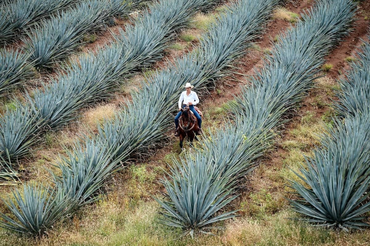 Mann reitet durch ordentliche Reihen von blauem Agave auf einem Feld nahe Tequila, Jalisco, mit grünen Hügeln im Hintergrund.