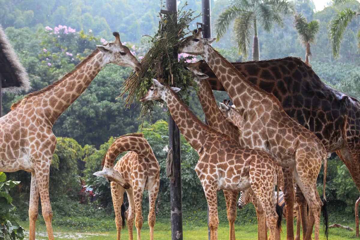 A group of giraffes feeding together in a lush zoo enclosure with palm trees in the background.