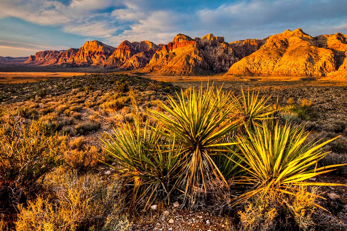 ทิวทัศน์ทะเลทรายที่ Red Rock Canyon พร้อมภูเขาหินสีแดงที่ตระการตาและต้นยักกาภายใต้ท้องฟ้าที่มีเมฆบางส่วน ส่องสว่างด้วยแสงอาทิตย์ยามเช้าที่อบอุ่น