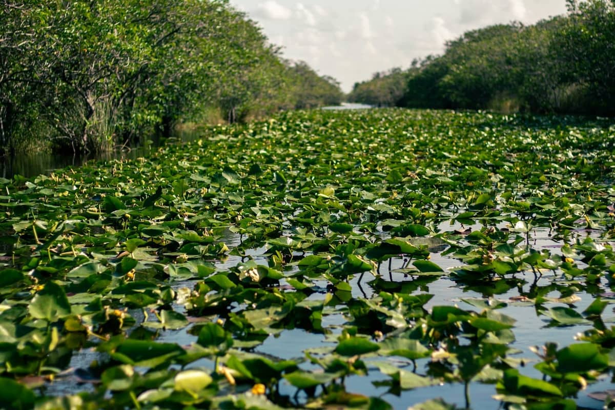 A waterway covered in lily pads and bordered by dense green Everglades vegetation under a partly cloudy sky.