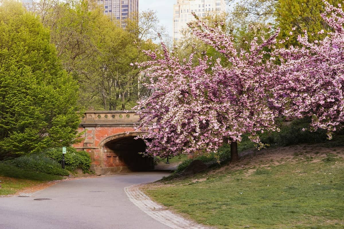 ทางเดินใน Central Park ที่เรียงรายด้วยต้นไม้ดอกสีชมพู สะพานหิน และอาคารในเมืองที่มองเห็นได้เบื้องหลัง
