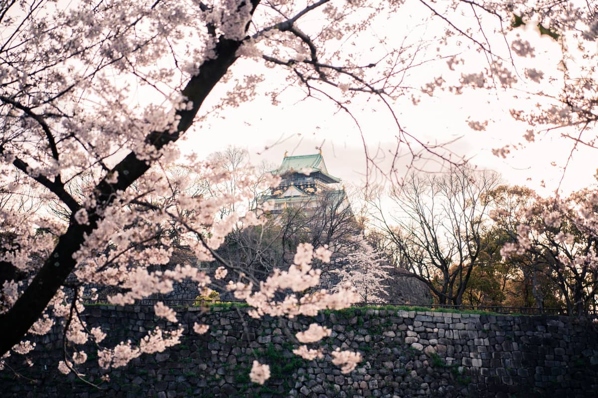 Osaka Castle visible through blooming cherry blossom trees with stone walls and spring foliage, illustrating seasonal change in Osaka.