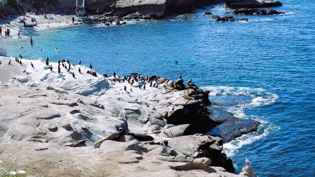 แนวชายฝั่ง La Jolla พร้อมโขดหินที่โผล่ขึ้นมา กลุ่มสิงโตทะเลบนก้อนหิน น้ำทะเลสีฟ้า และนักว่ายน้ำอยู่ใกล้เคียงในวันที่แดดสดใส