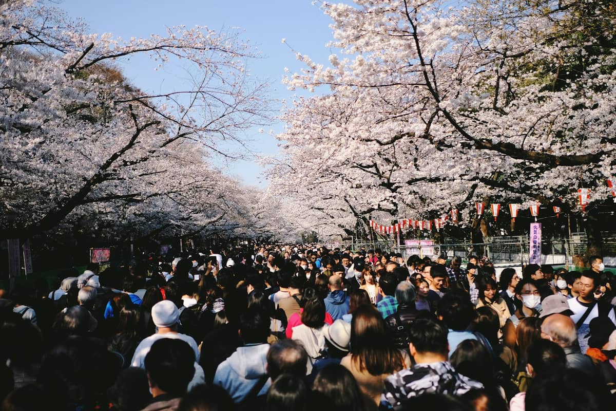 Large crowd enjoying cherry blossoms under rows of blooming sakura trees, blue sky above, likely during Tokyo hanami season.