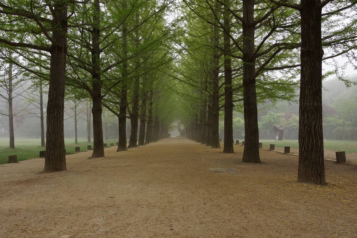 Caminho reto ladeado por árvores altas e igualmente espaçadas, folhagem verde acima e fundo enevoado, típico da pitoresca Nami Island