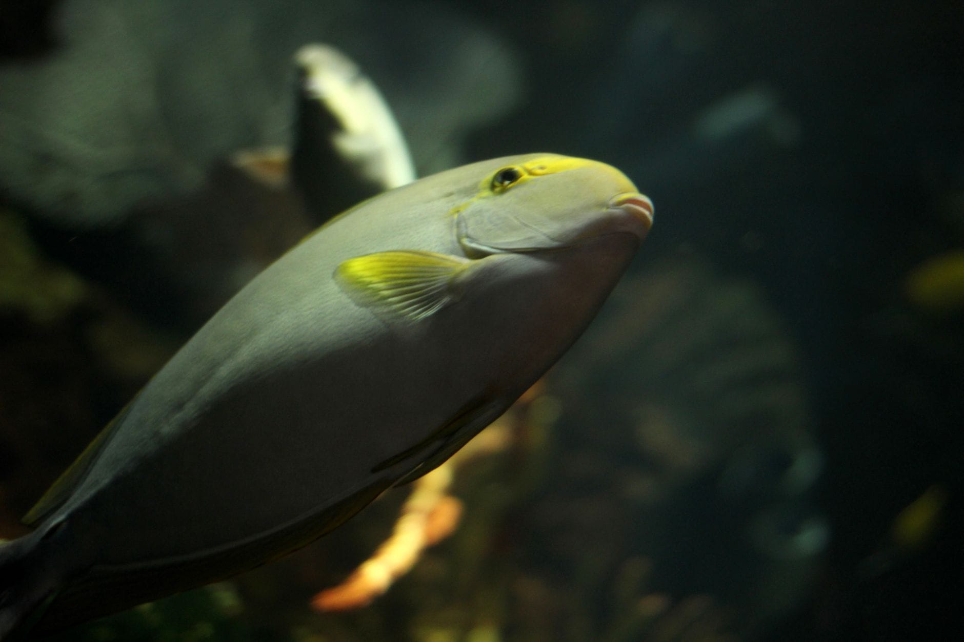 Primo piano di un pesce colorato che nuota in una vasca con sfondo scuro e naturale, illuminato da una luce soffusa.