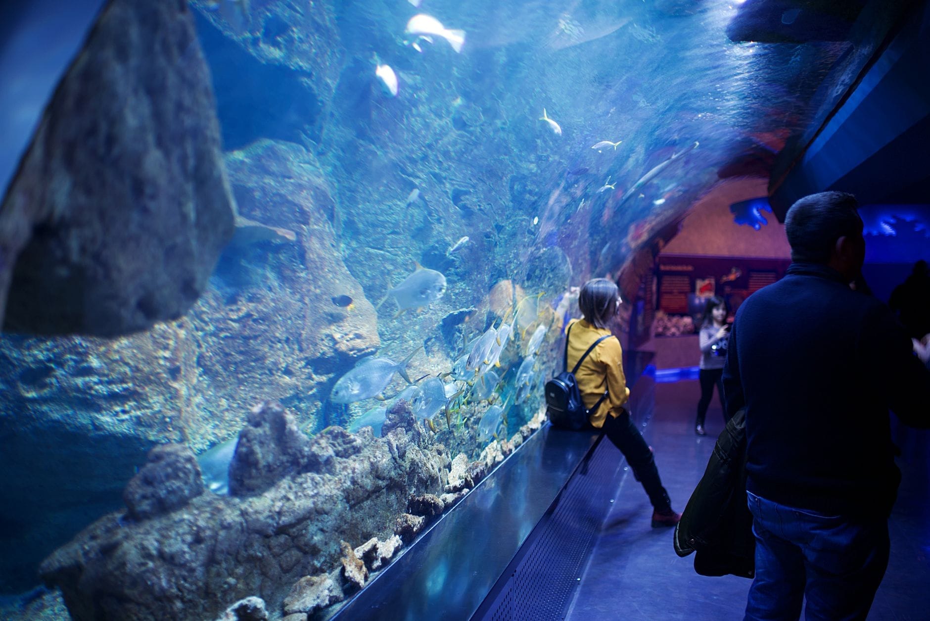 Visitatori che osservano un grande tunnel acquatico pieno di pesci, rocce e luci blu all'interno dell'Acuario Michin di Guadalajara, in un'esperienza immersiva dedicata alla vita marina.