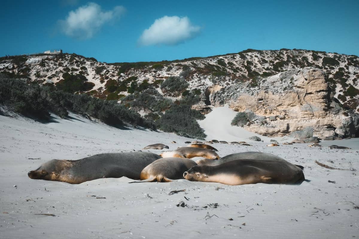 A group of Australian sea lions lying on the sandy beach at Kangaroo Island, with coastal dunes and blue sky in the background.