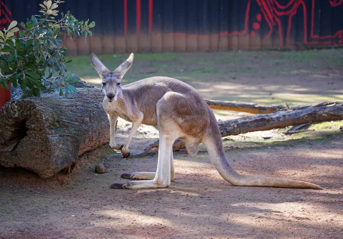 A kangaroo standing on sandy ground with logs and bushland, typical of an Australian wildlife park setting.