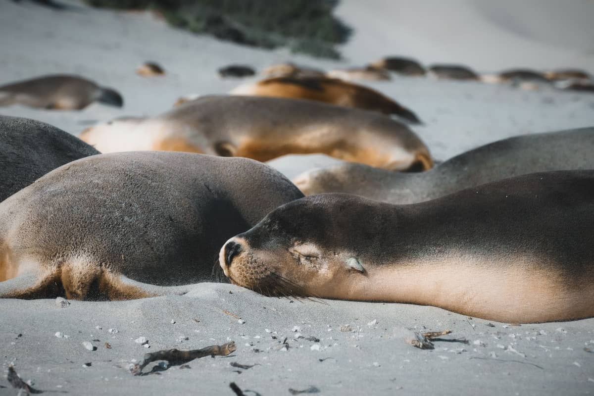Several Australian sea lions resting on a sandy beach with scrub in the background, typical of Kangaroo Island's wildlife.