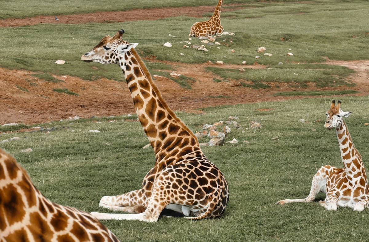 Several giraffes resting and sitting on open grassy land in a large naturalistic safari park setting.