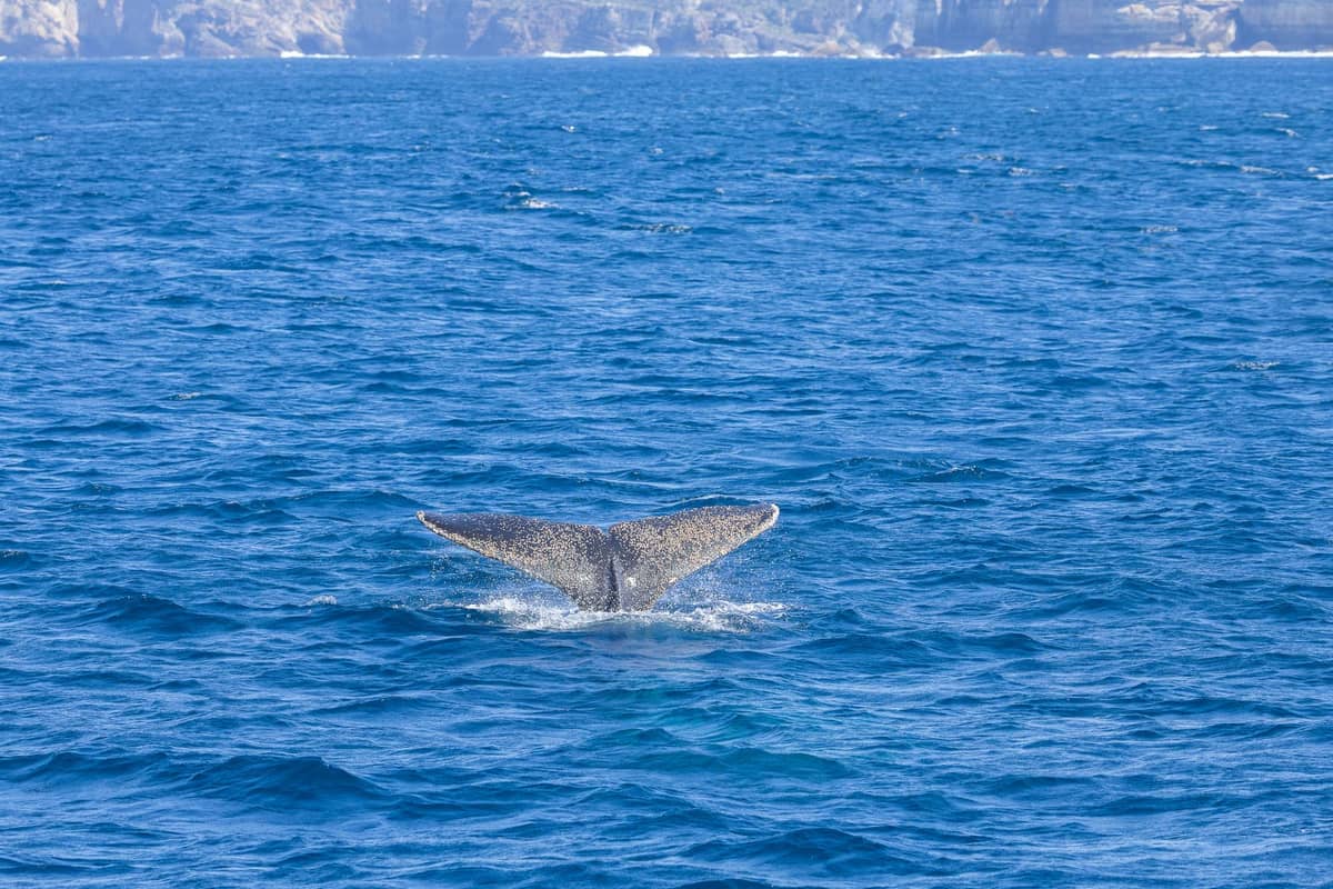 A whale's tail emerges from blue ocean water with rugged coastal cliffs in the background on a sunny day.