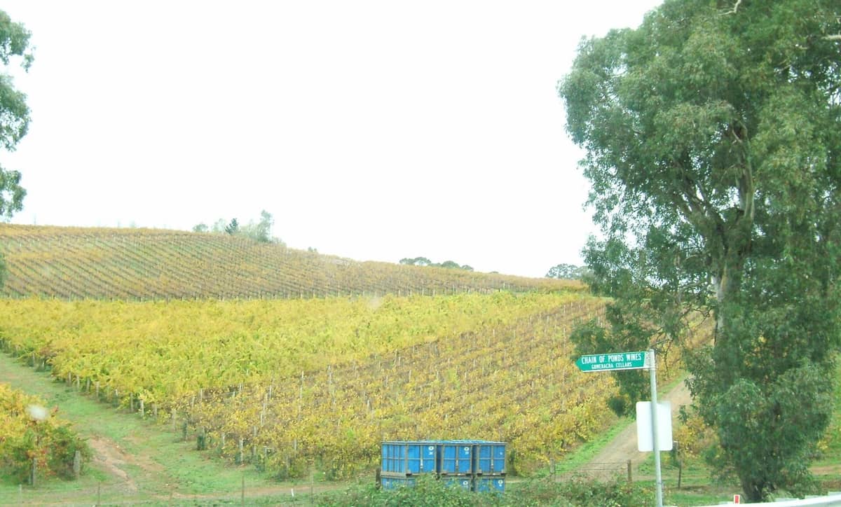 Ein Hangweinberg im Herbst nahe Adelaide mit gelben Reben und einem Schild mit der Aufschrift 'Chain of Ponds Wines' neben einem großen Eukalyptusbaum.