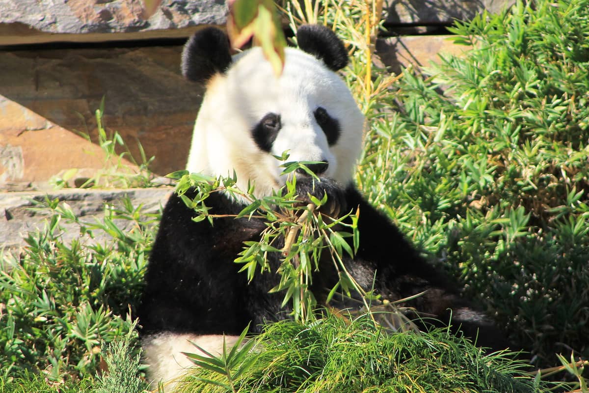Giant panda eating bamboo surrounded by green foliage and rocks at Adelaide Zoo, outdoors in natural sunlight.