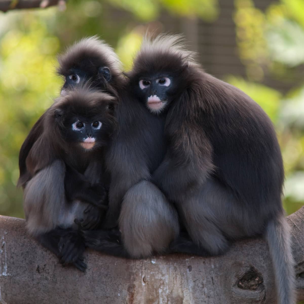 Three dusky langur monkeys sit closely together on a tree branch, surrounded by the lush greenery of Adelaide Zoo.