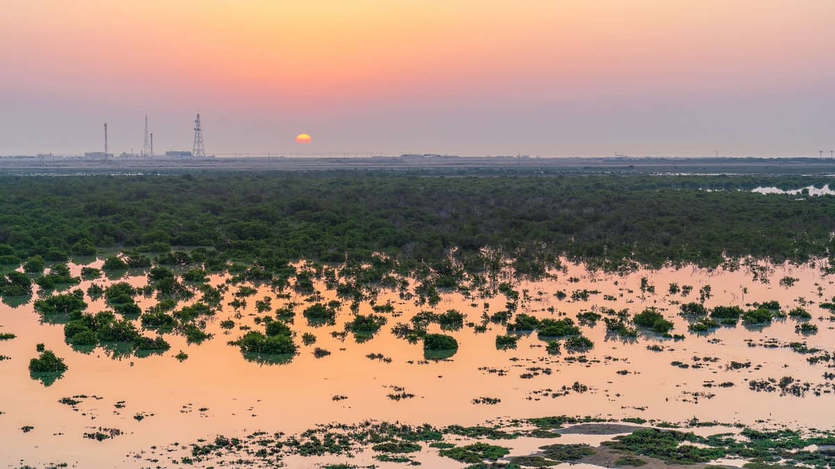 Al Thakira Mangroven bei Sonnenuntergang, mit üppigem grünem Laub, das sich im ruhigen Wasser spiegelt, und entfernten Industriestrukturen unter einem orange-rosa Himmel.