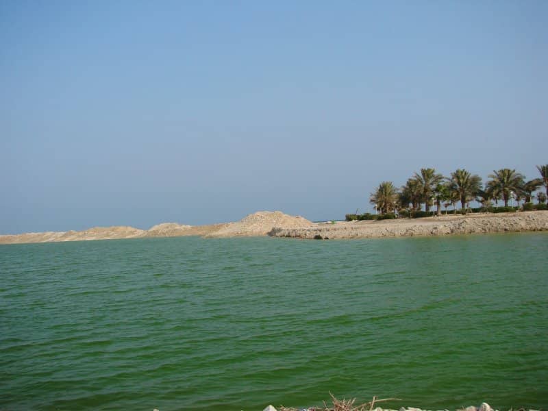 Küstenlinie des Al Wakra Beach mit ruhigem grünem Wasser, sandigen Ufern und einer Reihe Palmen unter einem klaren blauen Himmel.