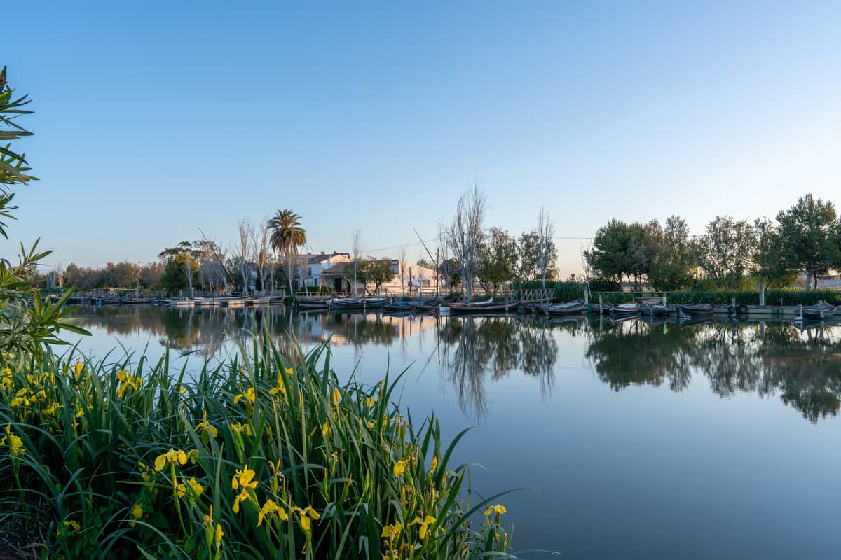Spiegelungen von Häusern, Bäumen und gelben Irisblüten im ruhigen Wasser der Albufera bei Sonnenuntergang in der Nähe von Valencia, Spanien.