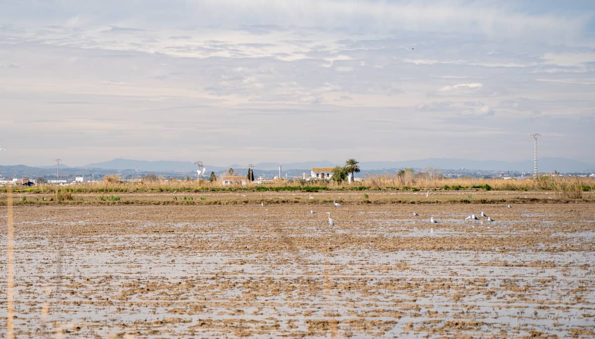 Weitwinkelansicht eines überfluteten Reisfeldes mit Vögeln und entfernten Landhäusern, typisch für die Albufera nahe Valencia, unter einem teilweise bewölkten Himmel.