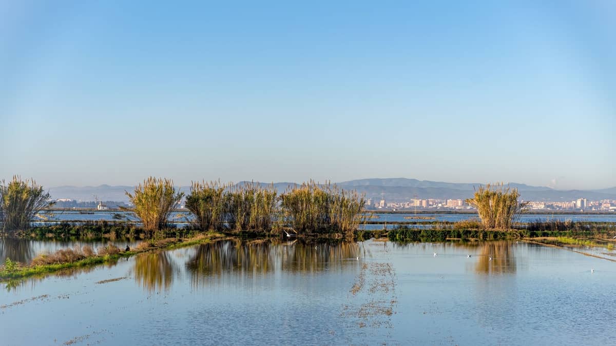 La vasta laguna dell'Albufera e le risaie allagate con canneti e, sullo sfondo, la città di Valencia sotto un cielo azzurro limpido.
