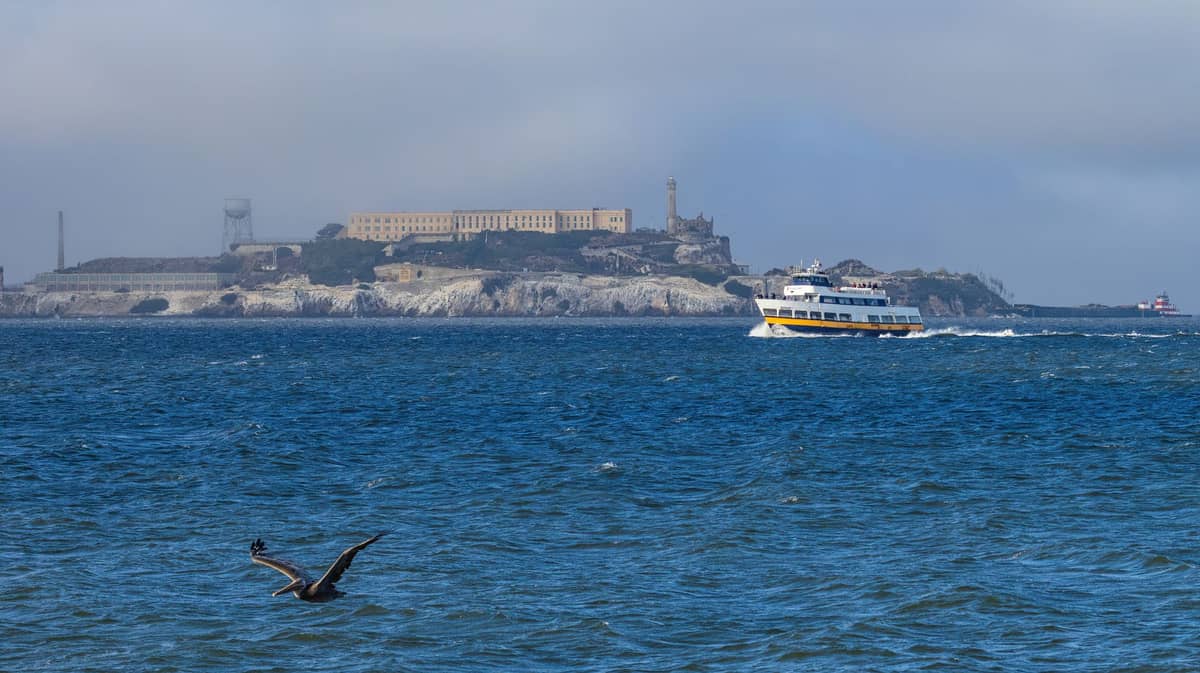 Vista de la Isla de Alcatraz desde la Bahía de San Francisco en un día despejado, con un ferry acercándose y un pájaro volando sobre el agua en primer plano.