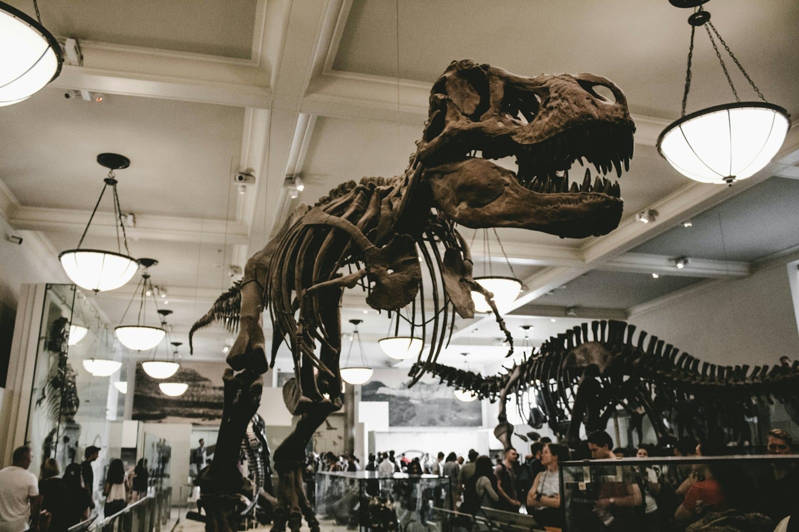 Grande scheletro di Tyrannosaurus rex esposto sotto luci brillanti all'American Museum of Natural History, con visitatori che camminano sotto il reperto.