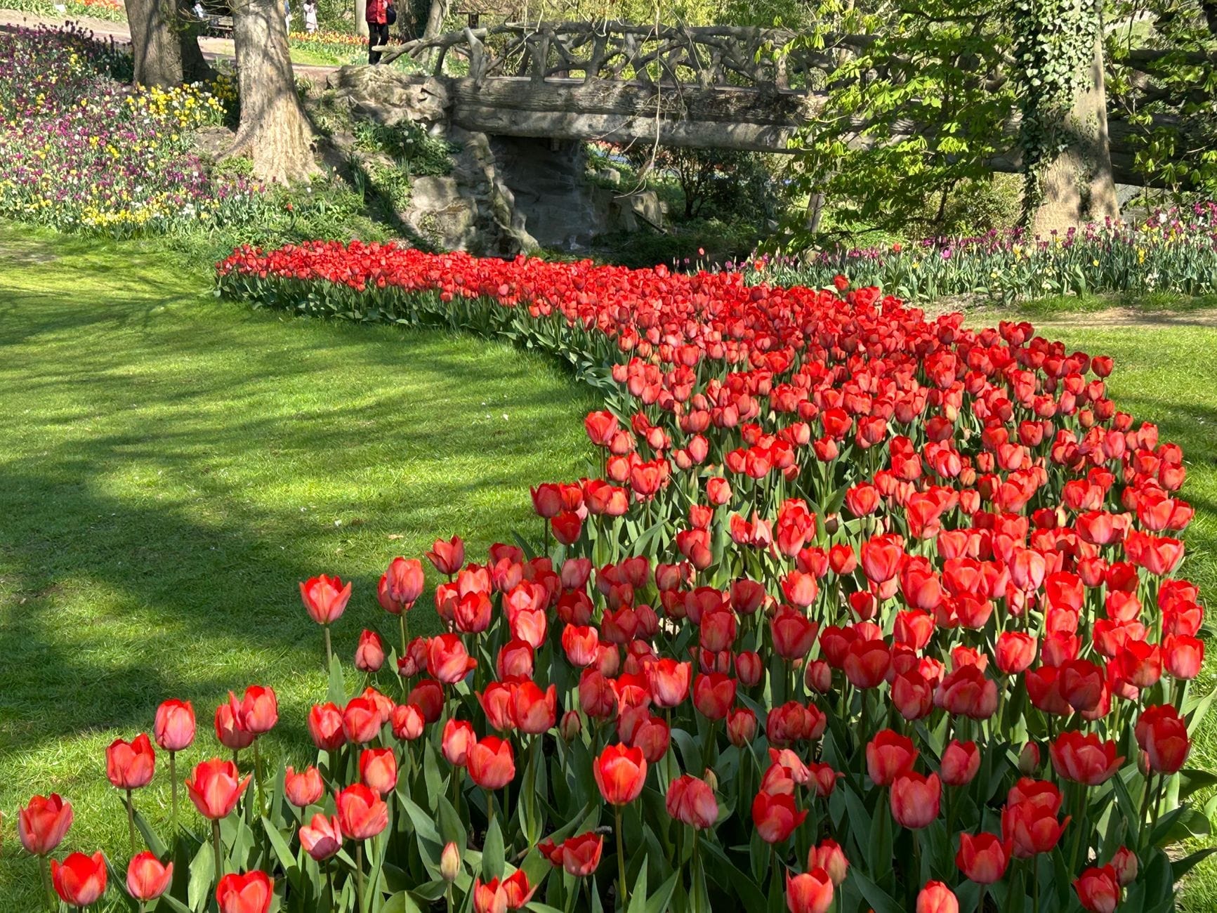 Parterre curvo de tulipanes rojo brillante en un parque verde con árboles y un puente de piedra, que evoca la primavera en los Países Bajos.