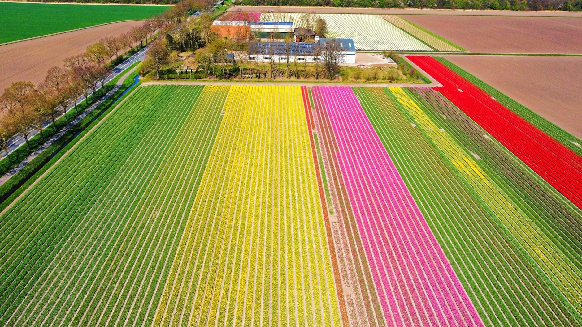 Vista aérea de coloridos campos de tulipanes cerca de edificios agrícolas en el campo holandés durante la floración primaveral.