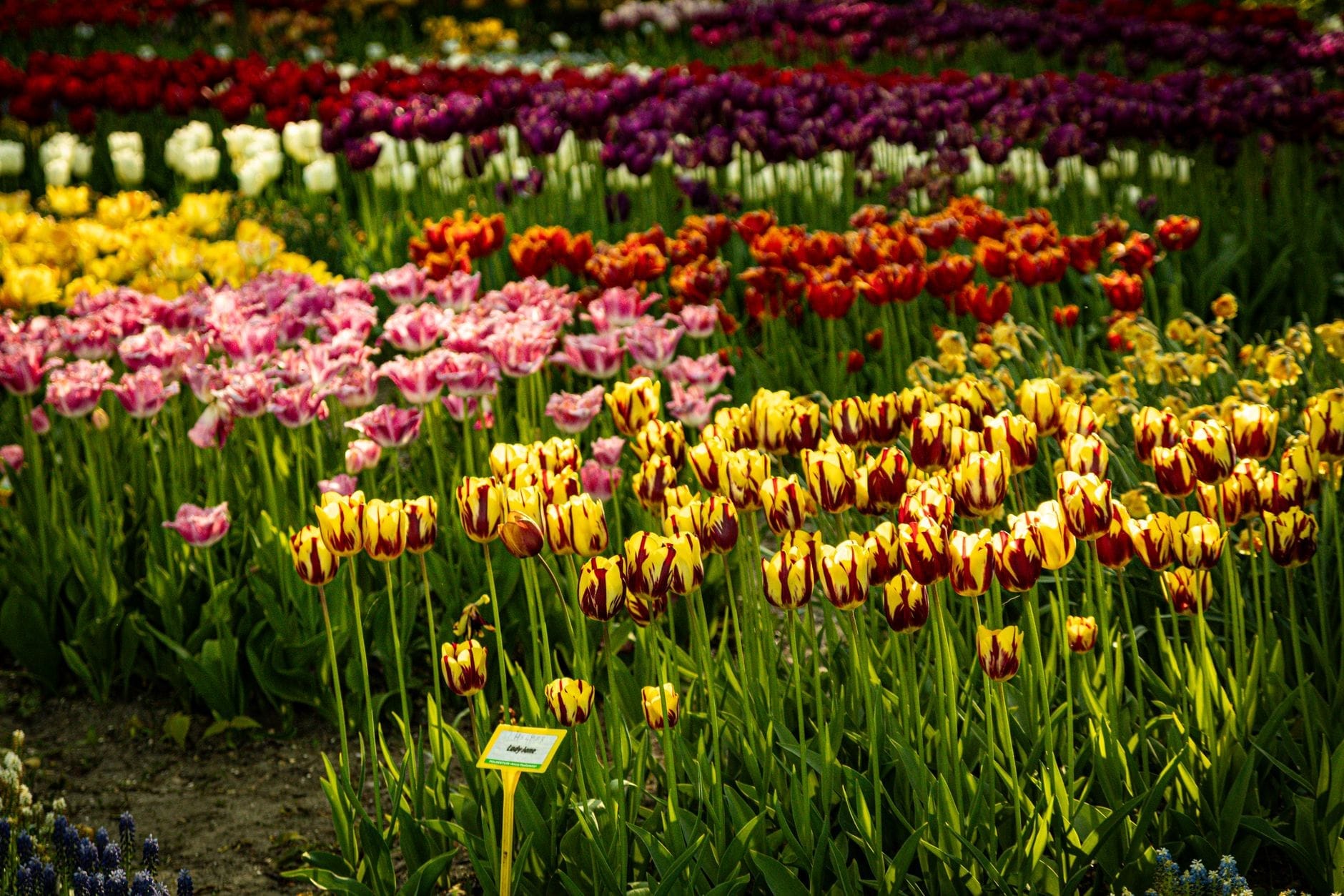 Hileras coloridas de tulipanes en flor en un jardín, con un marcador de señal al frente y una variedad de colores de flores.
