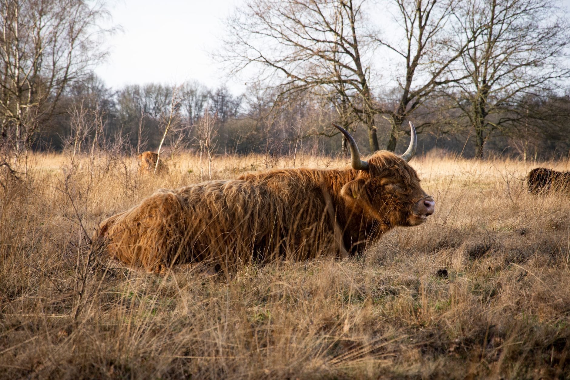 Una vaca de las Highlands con pelaje marrón lanudo descansa en la hierba dorada del Amsterdamse Bos, rodeada de árboles sin hojas en invierno.