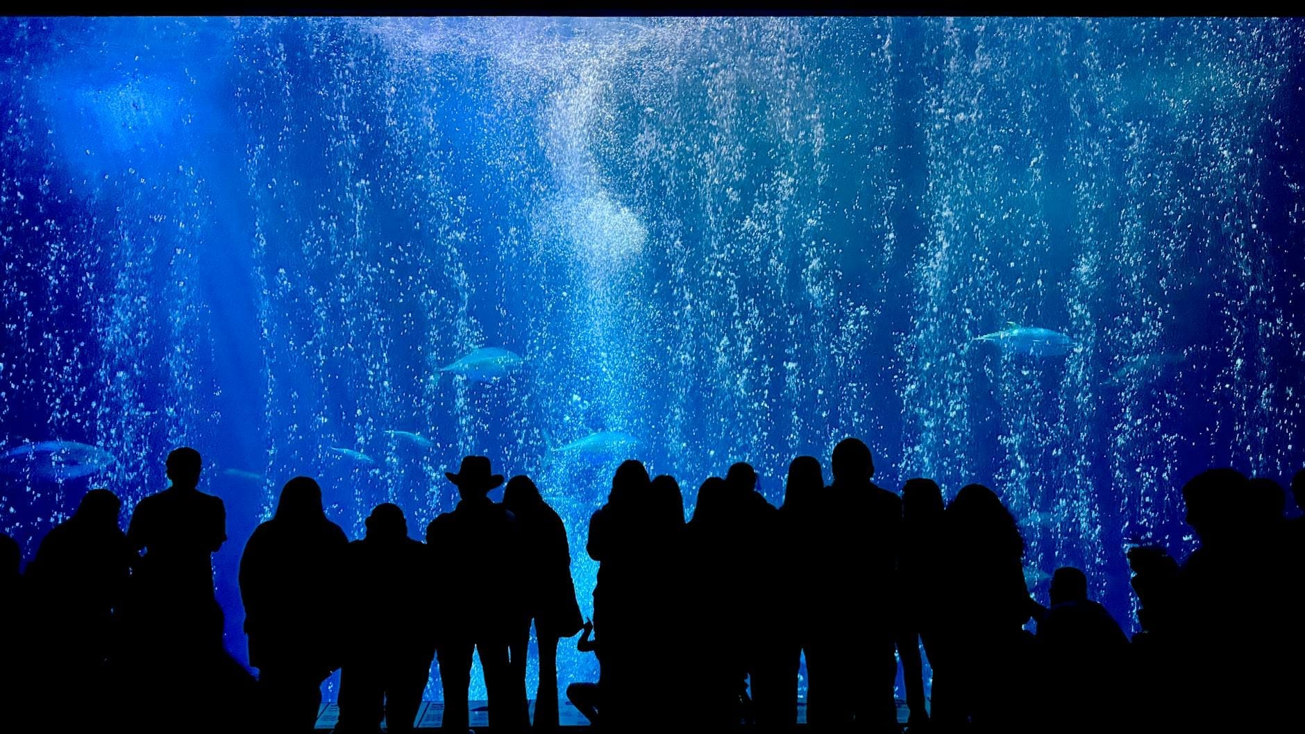 Sagome di visitatori che osservano grandi pesci nuotare oltre il vetro in una vivace mostra acquatica illuminata di blu.