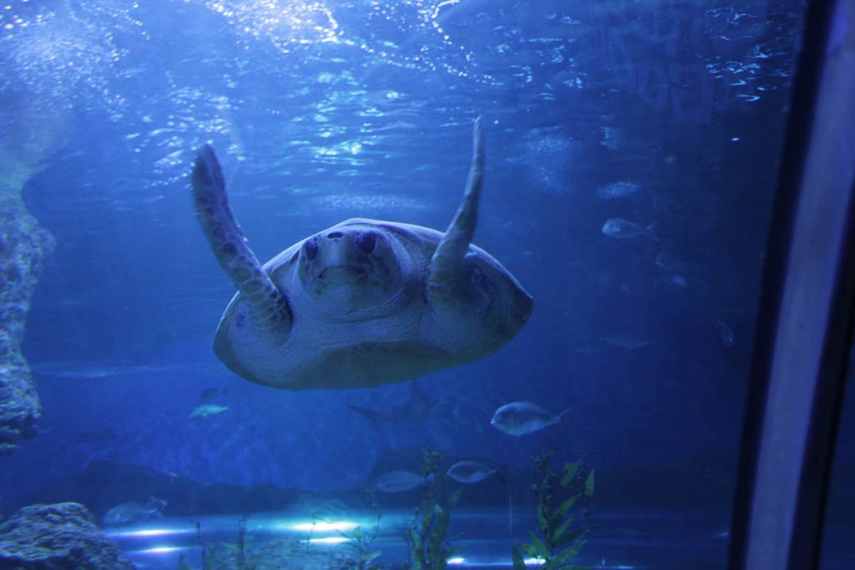 Große Meeresschildkröte, die in einem blau beleuchteten Aquariumbecken im AQWA schwimmt, umgeben von Fischen und Wasserpflanzen.