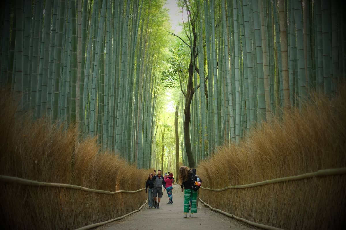 Pathway through the Arashiyama Bamboo Grove in Kyoto, lined with tall green bamboo stalks and people walking along the path.