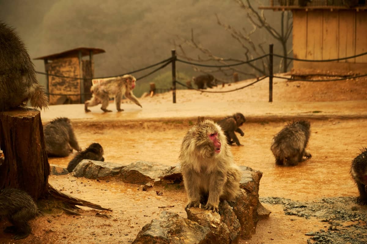 Japanese macaques roaming freely on the mountaintop grounds of Arashiyama Monkey Park with the forested Kyoto mountains in the background.