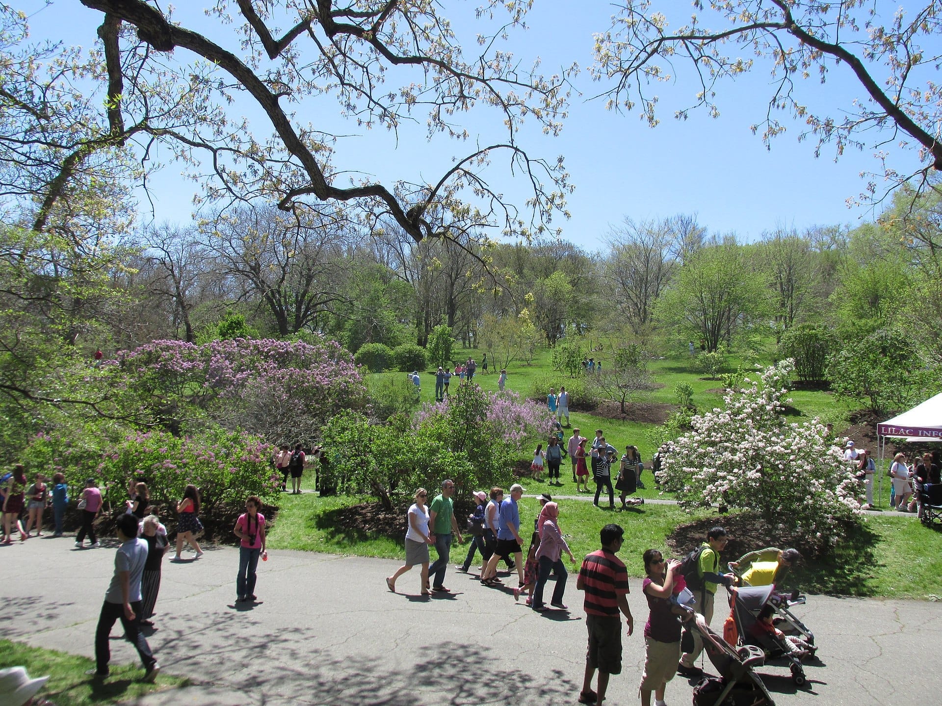 I visitatori passeggiano lungo sentieri pavimentati circondati da lillà in fiore e alberi verdi in una giornata di sole all'Arnold Arboretum di Boston.