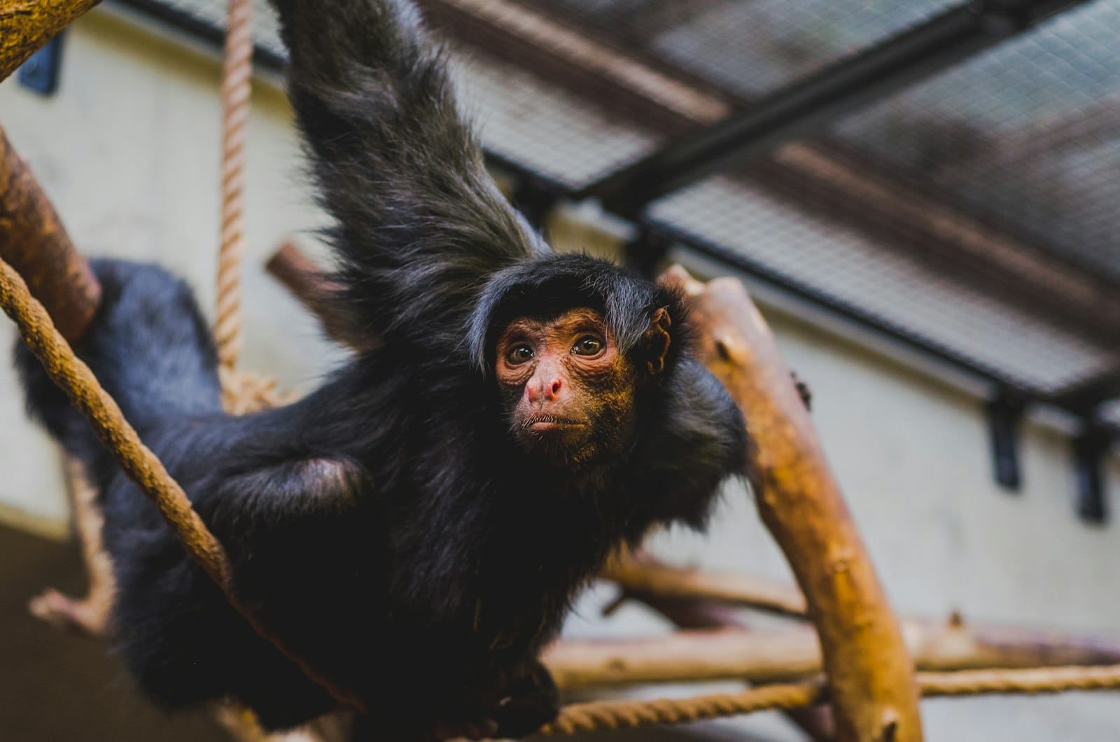 Primer plano de un mono araña negro aferrado a cuerdas y ramas de madera en un recinto interior del ARTIS Amsterdam Royal Zoo.
