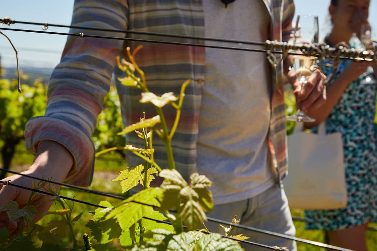 Menschen spazieren durch einen sonnigen Weinberg, begutachten Weinreben und halten Gläser Weißwein in der Hand.