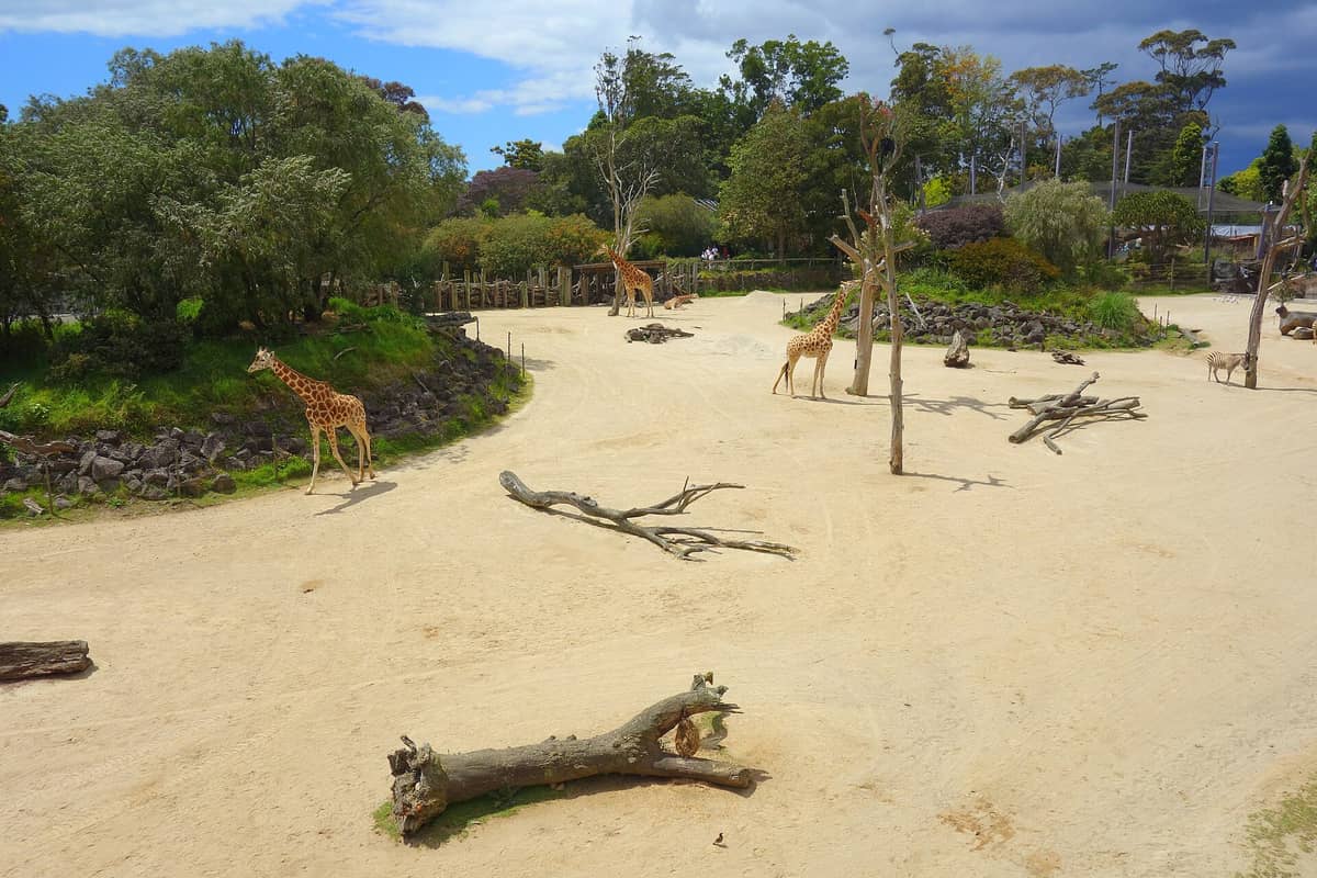 Weitläufige Ansicht des Giraffen- und Zebragehege im Auckland Zoo an einem sonnigen Tag, mit mehreren Giraffen und üppigem Grün im Hintergrund.