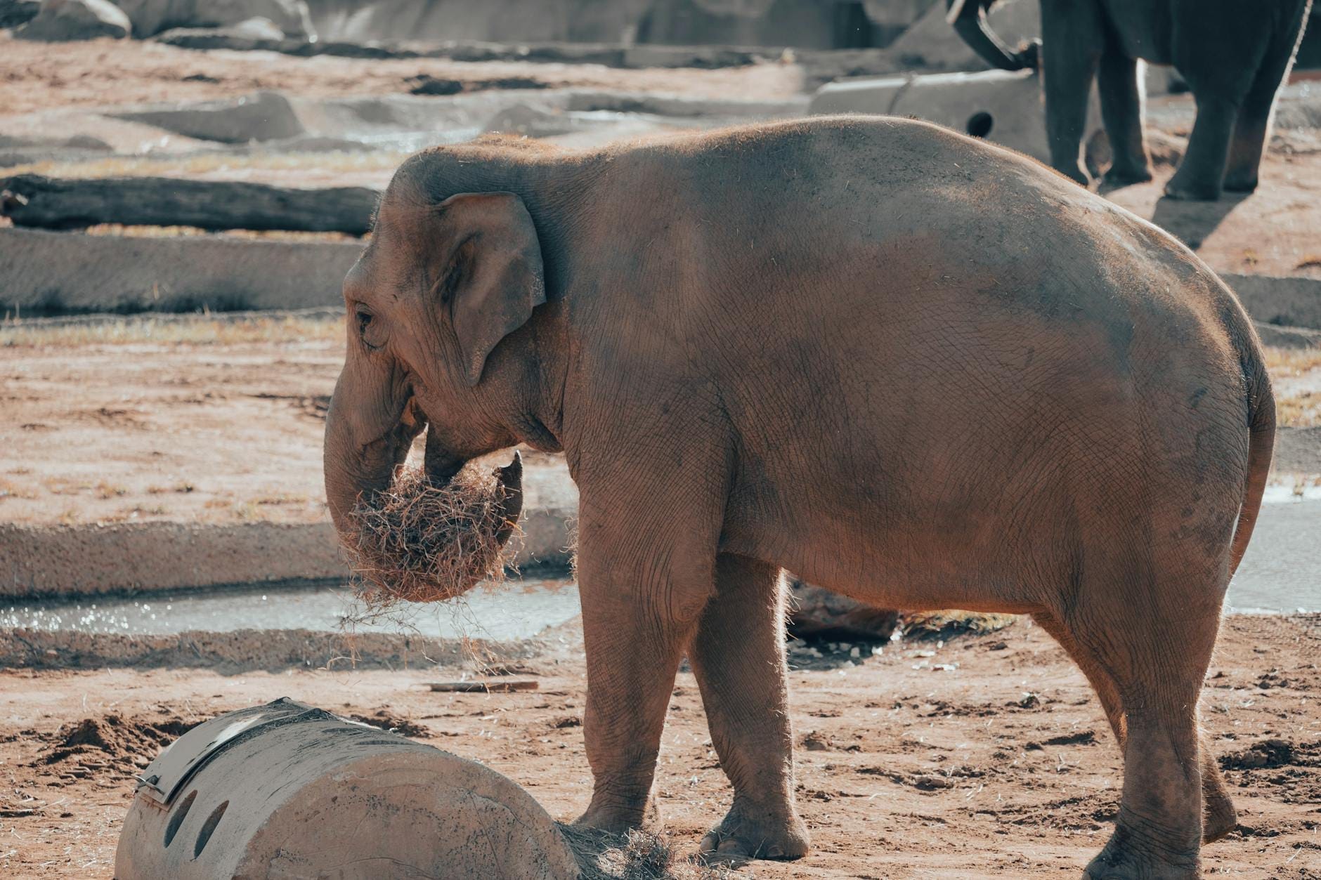 Elefante asiatico che mangia fieno in un recinto esterno sabbioso all'Audubon Zoo, con luce solare naturale e un altro elefante sullo sfondo.