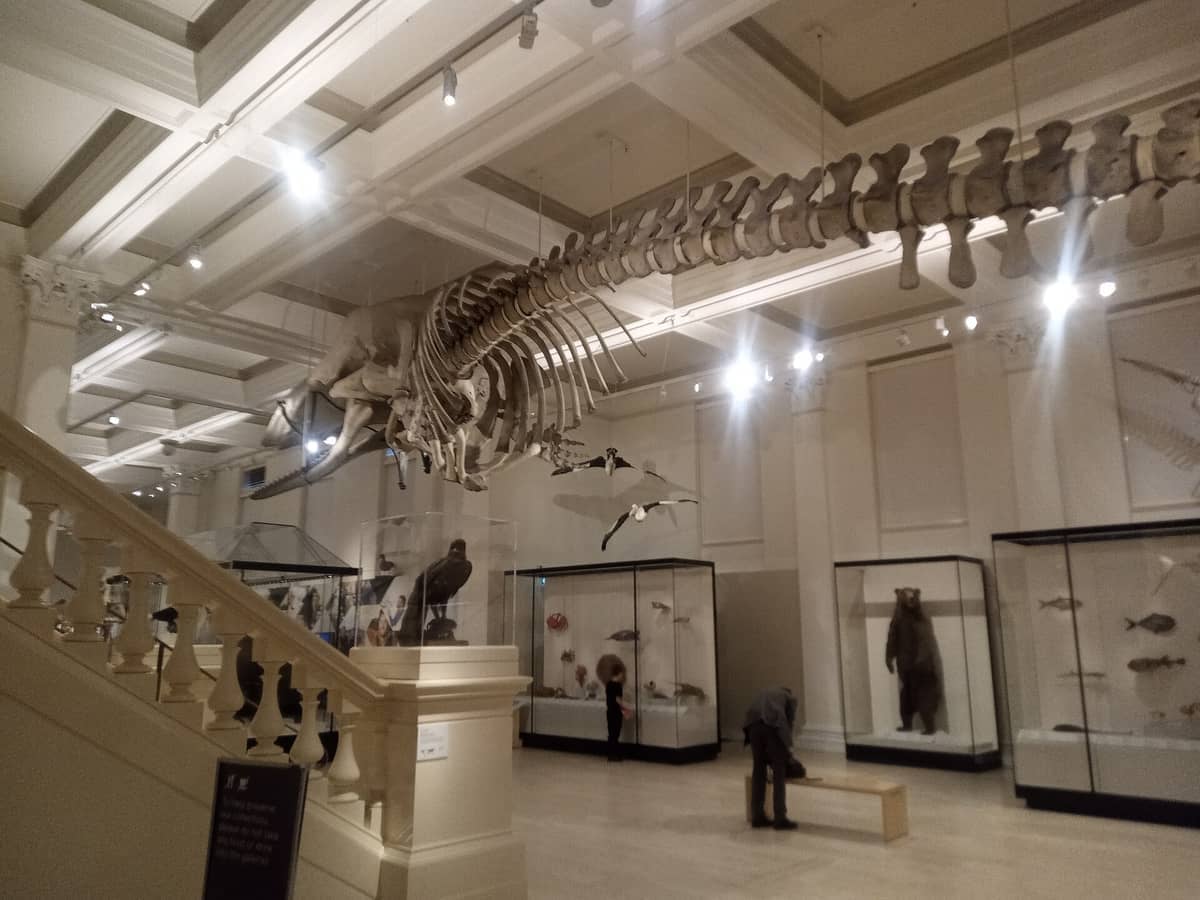 Sala espositiva dell'Australian Museum di Sydney con un grande scheletro di balena, esposizioni di animali, vetrine e visitatori che osservano exhibit di storia naturale.