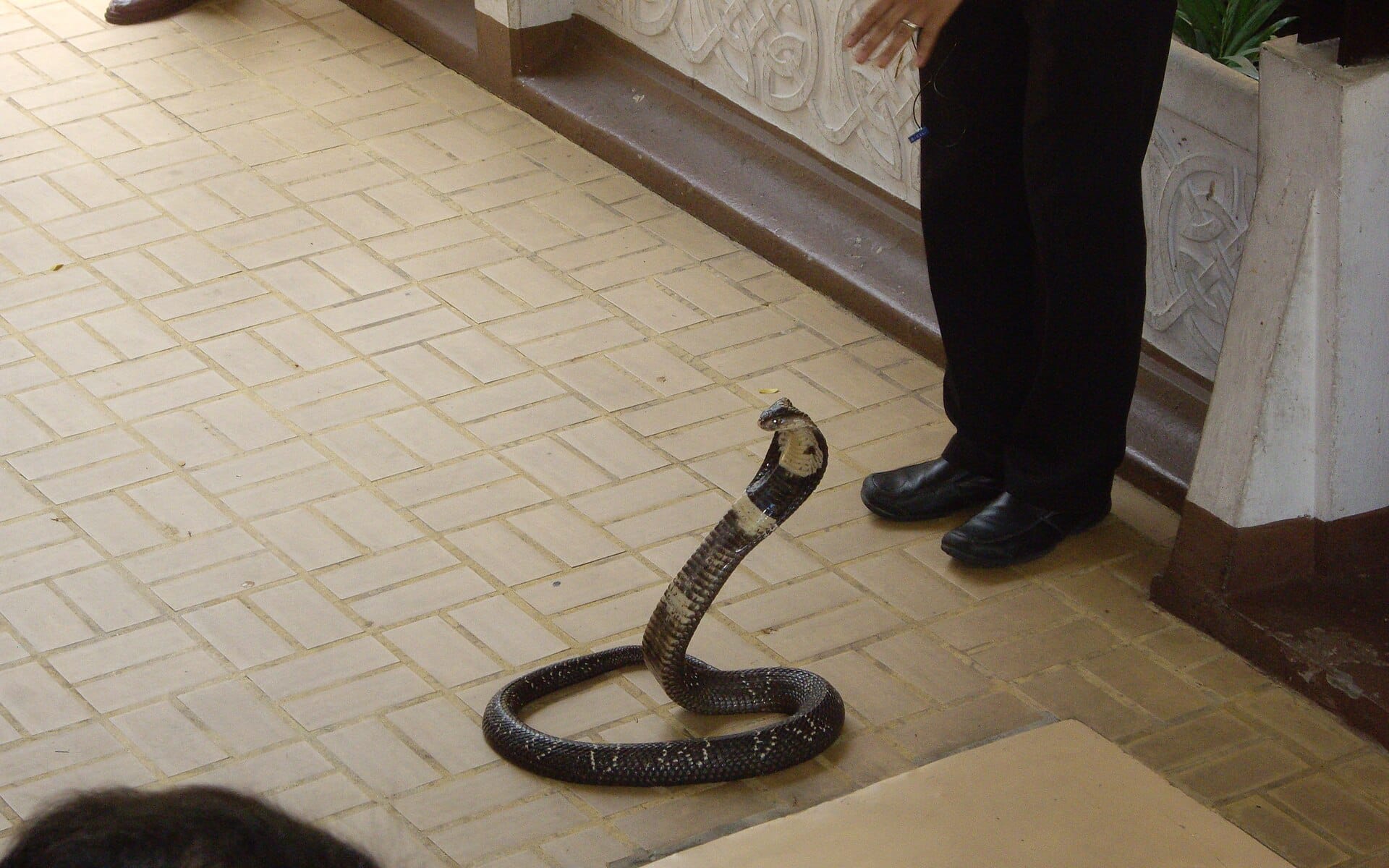 Dimostrazione con i serpenti al Queen Saovabha Memorial Institute Snake Farm di Bangkok