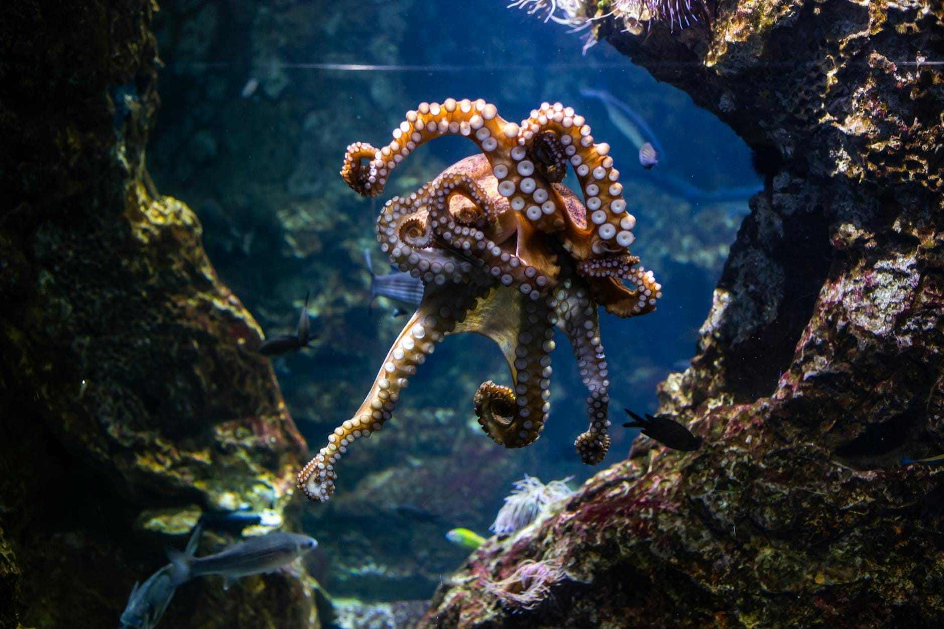 A vibrant underwater scene featuring a large octopus with outstretched arms surrounded by colorful fish and rocky coral inside a well-lit aquarium tank.