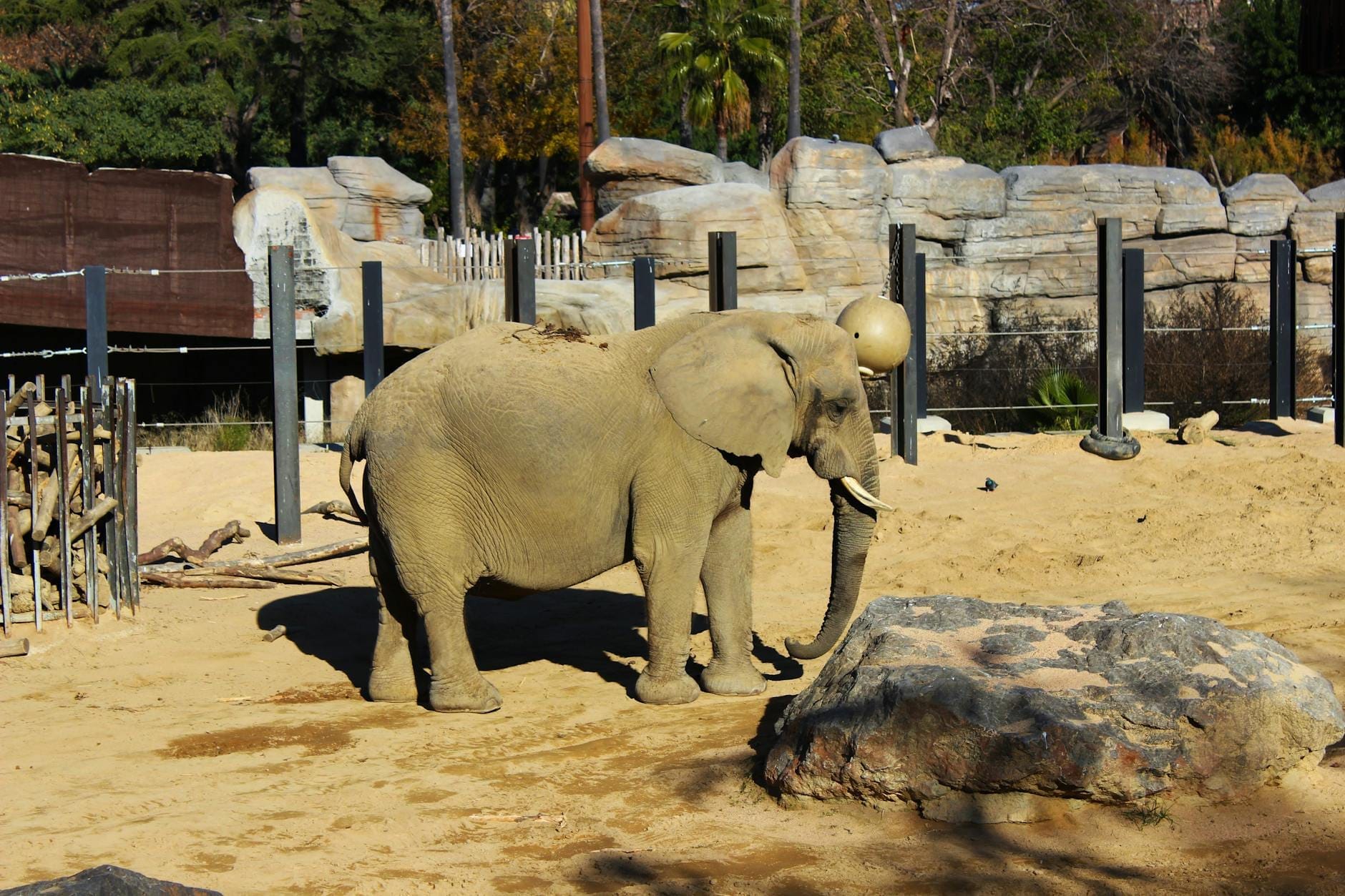 Elephant standing in a sunny, sandy enclosure at Barcelona Zoo, with rocks, barriers, and lush greenery in the background.