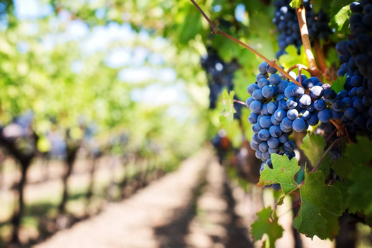 Primer plano de uvas moradas maduras colgando en una hilera de viñedo verde y exuberante bajo la luz del día