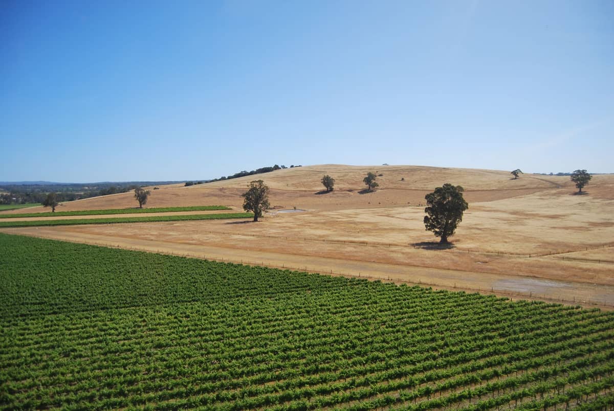 Vista panorámica de los viñedos del Valle de Barossa con hileras de vides y colinas doradas bajo un cielo azul despejado, imagen icónica de esta región vitivinícola.