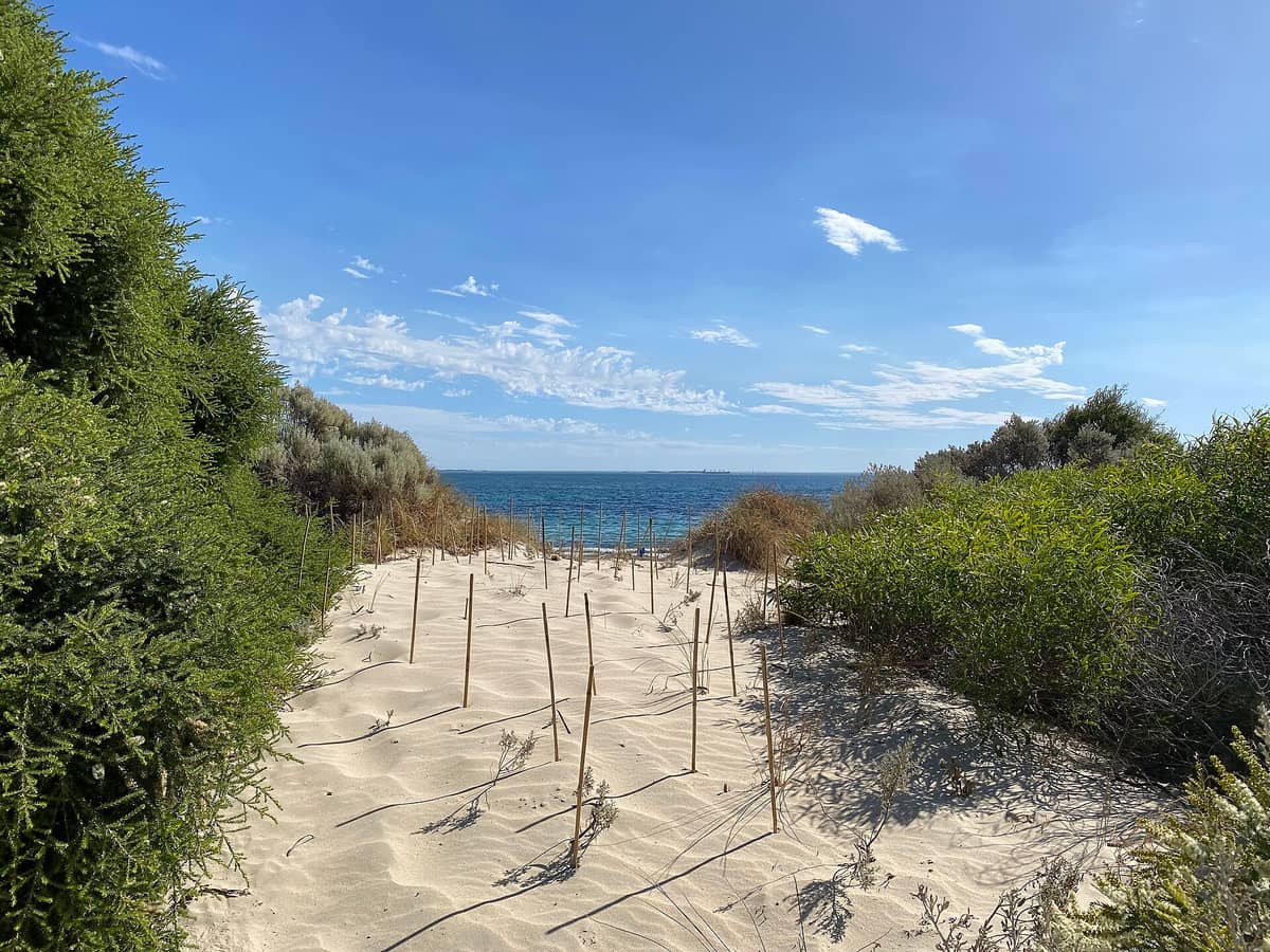 Blick von sandigen Dünen auf den Indischen Ozean am Bathers Beach in Fremantle, eingerahmt von einheimischer Vegetation und Holzpfählen unter strahlend blauem Himmel.